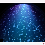 Cascading sea jellies