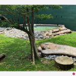 Lazing Tiger, Johor Zoo